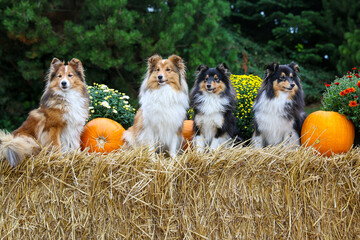 Cute sable white and tricolor shetland sheepdog, sheltie lies on the autumn day near orange...