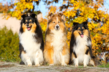 Naklejka na ściany i meble Autumn portrait of three cute and smiling shetland sheepdogs. Nice and beautiful shelties sitting outdoors on sunny day with yellow background. Little black and white lassies dogs, small collies 