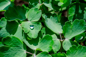 drops on leaves of Aquilegia natural background