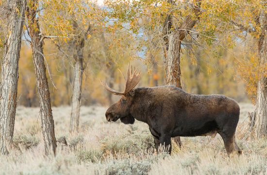 Bull Shiras Moose in Autumn in Wyoming