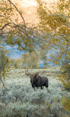 Fototapeta na wymiar Bull Shiras Moose in Autumn in Wyoming