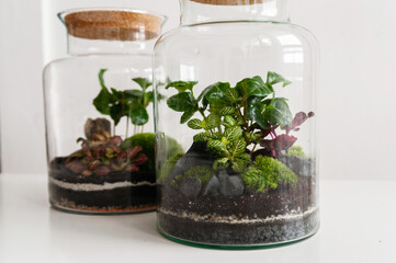 Small decoration plants in a glass bottle/garden terrarium bottle/ forest in a jar. Terrarium jar...