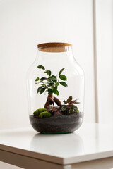 Small decoration plants in a glass bottle/garden terrarium bottle/ forest in a jar. Terrarium jar with piece of forest with self ecosystem. Save the earth concept. Bonsai, set of terrariums/ jars