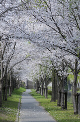 桜並木