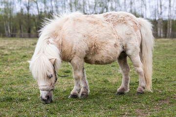 Rescued white creme little pony portrait in mini zoo. Not groomed little miniature pony horse portrait in outdoor contact zoo for children. Pony eating fresh spring grass outside 