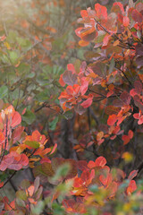 Beautiful autumn background with colorful foliage. Cotinus.