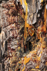 Tree resin flows from the trunk of a pine tree.