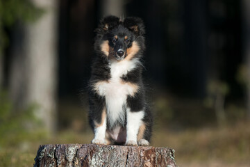 Stunning nice fluffy black sable white shetland sheepdog puppy, sheltie sitting pretty outside on stump on a sunny day. Small, little cute collie, lassie sheepdog, outdoors portrait in the forest