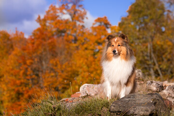 Obraz na płótnie Canvas Autumn portrait of cute shetland sheepdog sitting on a rock. Nice beautiful shelties outdoors on sunny day with yellow orange leaves foliage background. Little sable white lassies dog, small collie