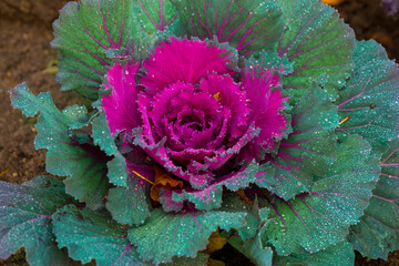 Colorful autumn botany flower - decorative cabbage. Ornamental kale with deeply-cut, curly, frilly...