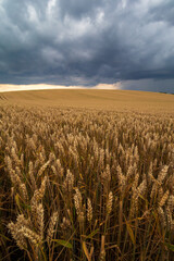 wheat field and sky