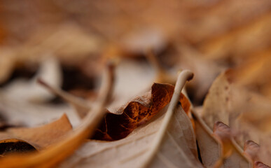 Colorful autumn foliage. Golden leaves falling in natural background. Selective focus, copy space for text.