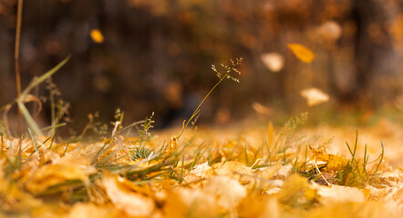 Colorful autumn foliage. Golden leaves falling in natural background. Selective focus, copy space for text.