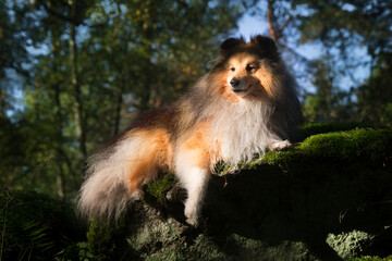 Autumn portrait of cute shetland sheepdog lies on rock with green moos. Nice and beautiful sheltie outdoors on sunny day with forest background. Little sable and white lassies dog, small collie 
