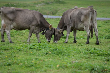 Fototapeta na wymiar Kühe auf einer Alm