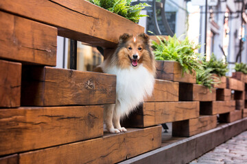 Beautiful sable white Shetland sheepdog standing outdoors on the paving stone street of old city town on vintage wooden hedge on the street cafe. Sheltie, lassie, little collie inviting for a coffee 