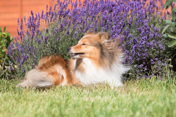 Cute, fluffy sable white shetland sheepdog, little sheltie lies outside on summer time in blooming...