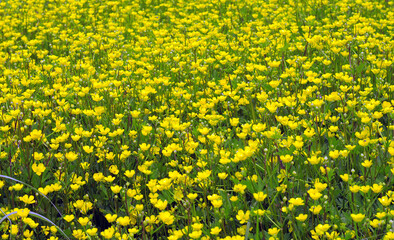 Field of yellow Buttercup flowers