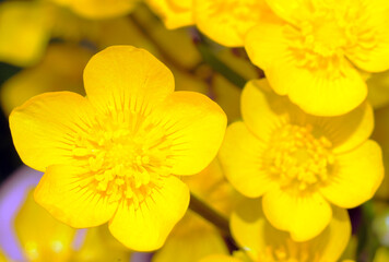 yellow flowers