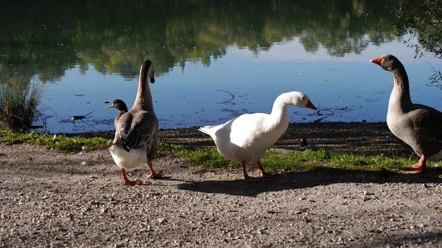 Anatre in riva al lghetto