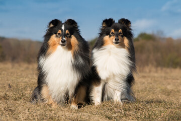 Fototapeta na wymiar Summer portrait of two cute and smiling shetland sheepdogs. Nice and beautiful shelties sitting outdoors on sunny day with green grass background. Little black and white lassie dogs, small collie 
