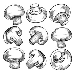 Vector set of champignon mushrooms, black and white graphics drawn in vintage style, engraving, gourmet cuisine, vegetarian, autumn mushrooms isolated on a white background for print, cookbook