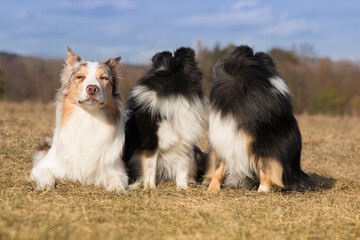 Obraz premium Funny picture of two sheepdog breeds border collie and shetland sheepdog on spring time. Sheltie collie looking back and sable red merle and white border collie just try to listen what happening.