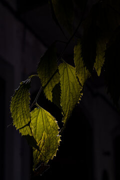 Folha e luz