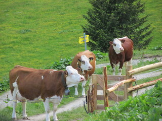 Kühe in den Bergen im Virgeltal