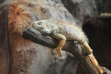 グリーンイグアナ