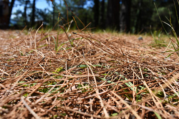 dried pine needles