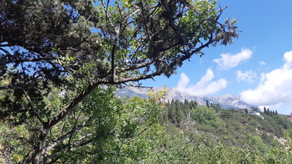 mountain