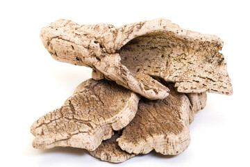 Bark cork oak tree dry