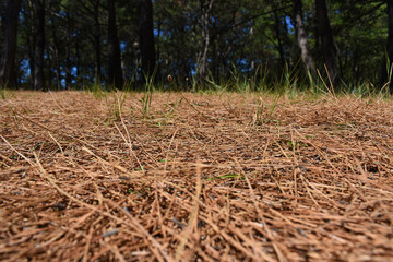 Fototapeta premium dried pine needles