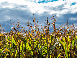 Maisfeld im Herbst