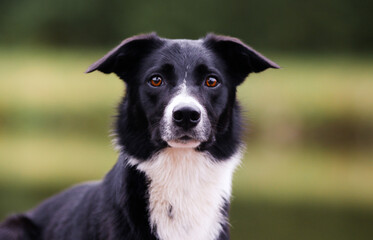 Sunset portrait of beautiful black and white working border collie female with funny ears and amber colored eye. Adorable, attentive, beautiful bi-black smooth haired herding border collie outside
