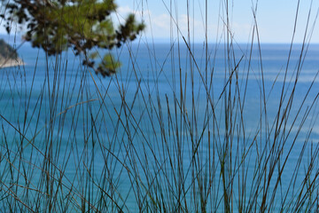 Fototapeta premium grass against the sea