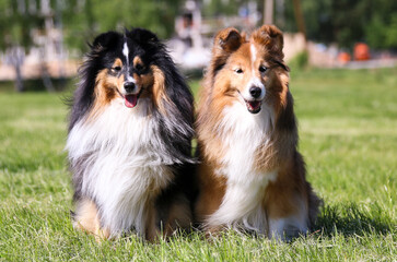 Cute sable white and black tricolor shetland sheepdog, sheltie sits outdoors on a green grass....