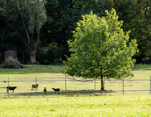 Schafe auf der Weide