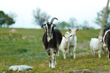 Fototapeta premium A herd of goats walking on a green meadow on a farm