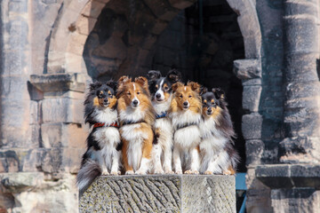 Stunning nice fluffy sable white, tricolor shetland sheepdog, sheltie sitting on a rock pedestal in German city Trier with background of historic city. Small, little collie, lassie dog smiling