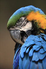 ルリコンゴインコ
