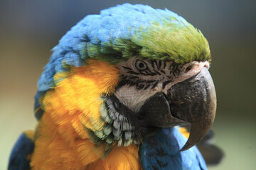 ルリコンゴインコ