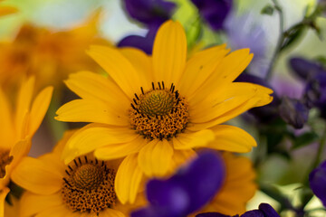 yellow flower in the garden