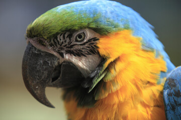 ルリコンゴインコ