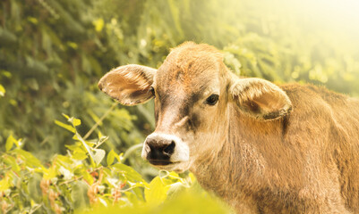 Fotografía de una vaca o ternera saludable con un fondo de hojas verdes y destello,  además de un  espacio a la izquierda para texto publicitario 