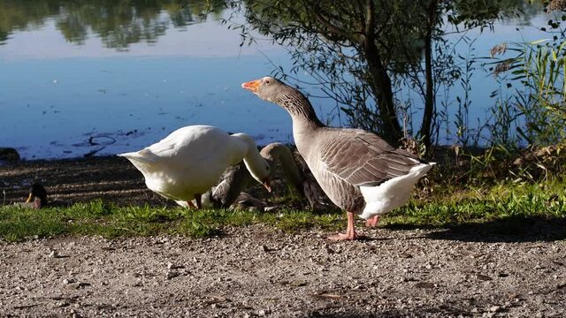 Anatra che mangia in riva al lago