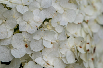 Close up of hydrangea/hortensia