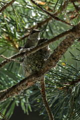 Young ruby throat humming bird in the nest.
