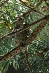 Young ruby throat humming bird in the nest.